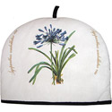 Agapanthus Cozy