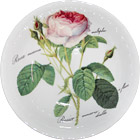 Redoute Rose Bone China Oatmeal Bowl - 7D