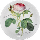 Redoute Rose Bone China Oatmeal Bowl - 7