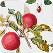 Corked Coaster Set of 4 - RHS Fruits